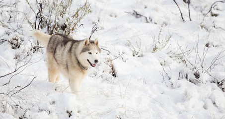 Close up image of Siberian husky playing in the snow in south africa