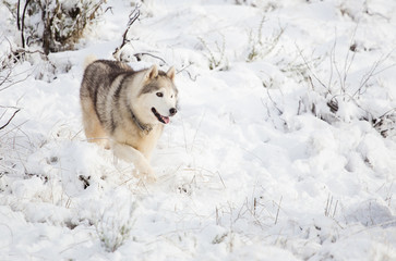 Naklejka premium Close up image of Siberian husky playing in the snow in south africa