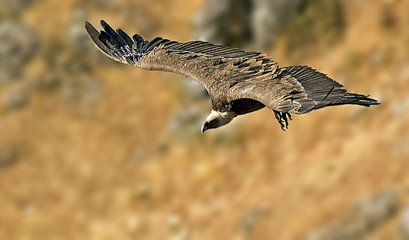 Buitre Leonado en el paraje El Chorro, parque natural Sierras de Cazorla, Segura y Las Villas.