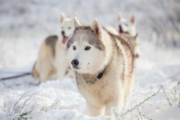 Obraz premium Close up image of Siberian husky playing in the snow in south africa