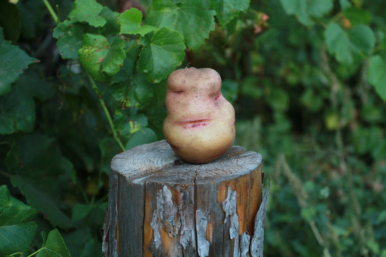 Potatoes on the stump. Flirtatious woman's face at the root of p