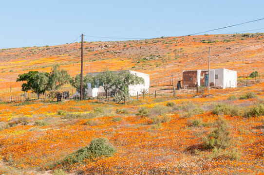 Carpet of flowers in Molsvlei