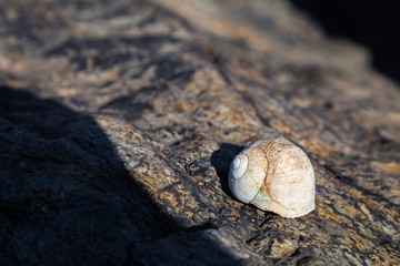 Snail Shell on Rock in Bright Sun