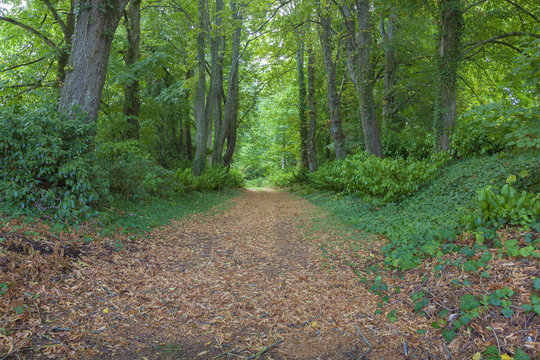 Forest in Lavardin, Sarthe, Pays de la Loire, France