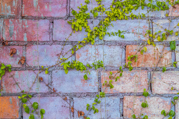 Art brick wall with green ivy.