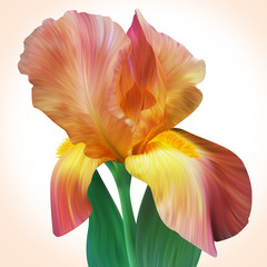 Fantasy Orange Iris for design of posters, banner, birthday card
