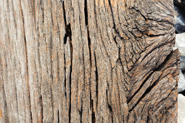texture of bark wood