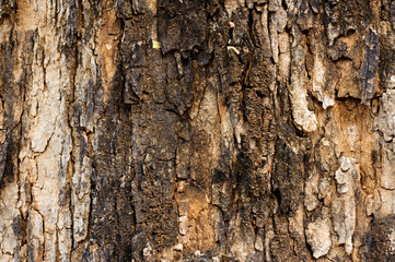 Old wood texture