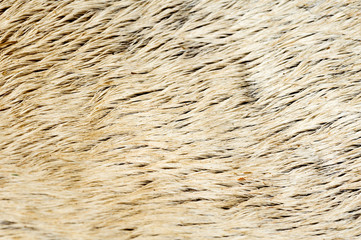 Close up cow skin and white fur