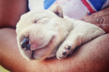 Fototapeta premium Labrador puppy sleeping on hands