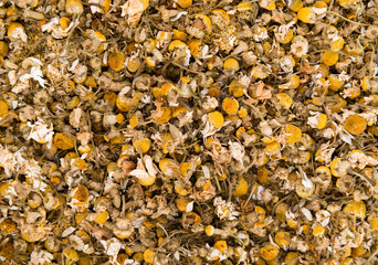 Dried Camomile (background image)