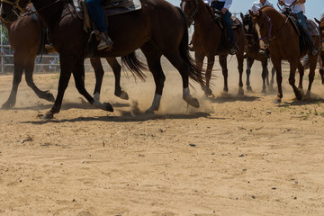 Fototapeta premium Gallop of a group of horses