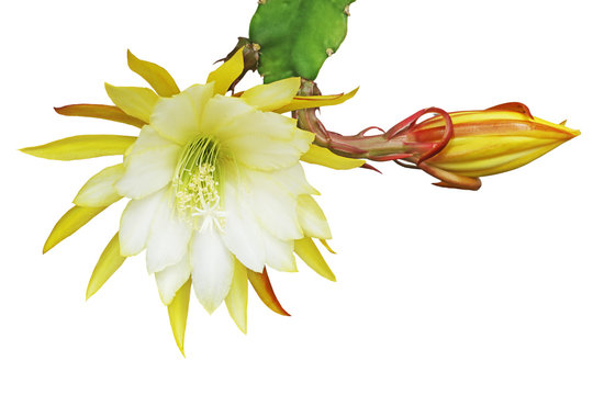 Yellow epiphyllum flower