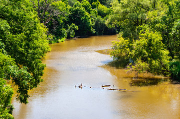 Muddy brown river passing through lush forest