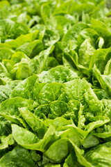 Lettuce in a field