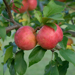 Ripe Chestnut Crab Apples in Organic Orchard