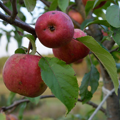 Chestnut Crab Apples Growing Organically in Fall