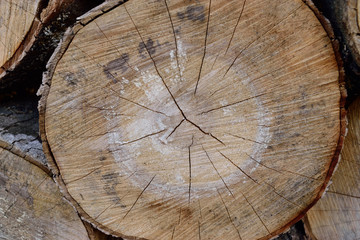 Sugar Maple (Acer saccharum) Log Ends