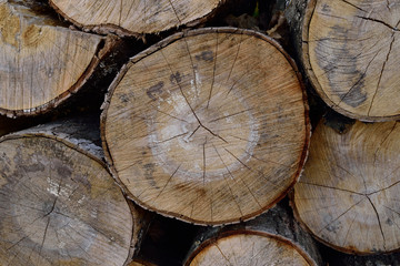 Seasoned Sugar Maple (Acer saccharum) Firewood