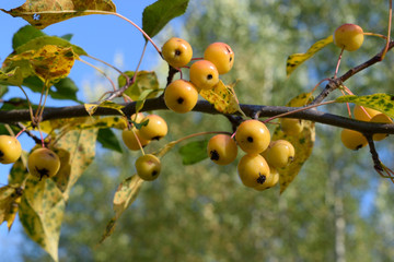 Crabapples on Tree Showing Fall Color
