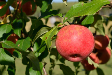 Sweet Chestnut Crabapple Ready for Harvest