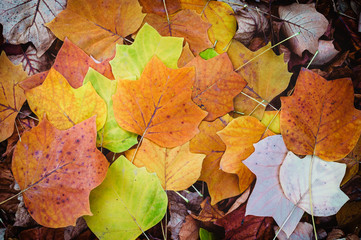 Autumn Leaves