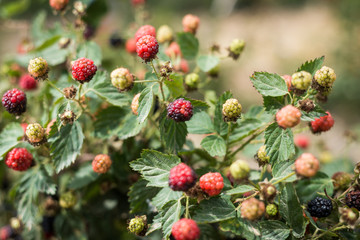 Raspberries picking at Bethlehem of Galilee