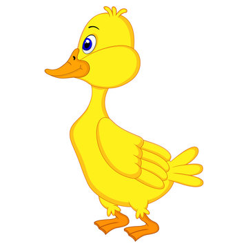 Duck Cartoon
