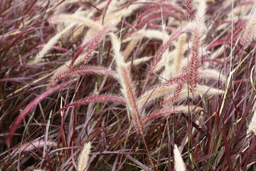 dark reed flower background
