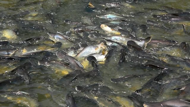 Many pangasius fish in river are fighting to get food from people 