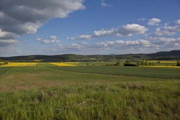 Summer landscape with yellow rape field