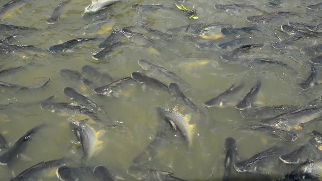 Many pangasius fish in river are fighting to get food from people 