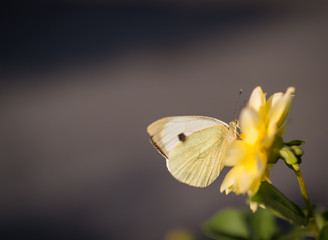 Pieris brassicae, Cabbage butterfly feeding on flower. Selective focus and super shallow depth of...