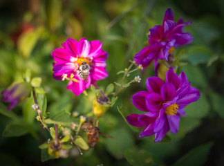 Bumble bee feeds on flower. Selective focus with super shallow depth of field.
