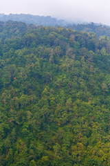 Highland view with green forests