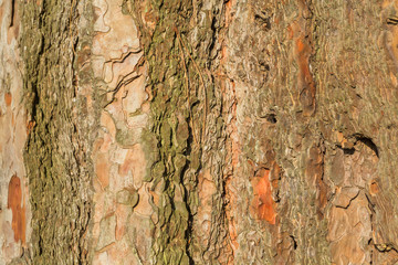 Old tree bark close up view