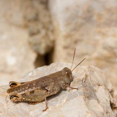 Closeup of a grasshopper