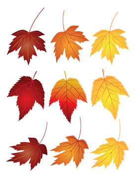 Maple Leaves in Fall Colors Vector Illustration