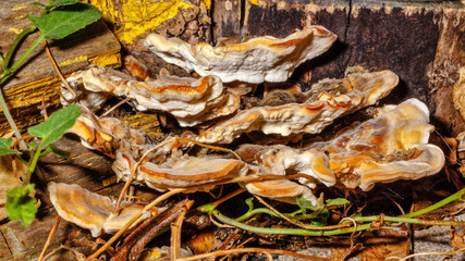 Mushrooms growing on a tree trunk.