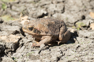 cane toad in outback Queensland, Australia.