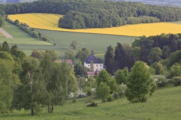 Summer landscape with yellow rape field