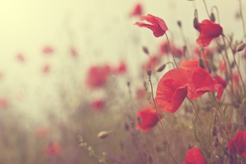 Obraz premium Field of poppies