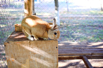 wild fluffy rabbit at cage at zoo