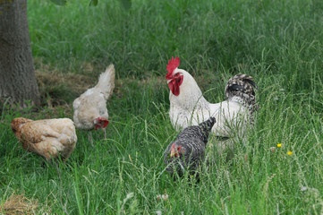 Freilandhühner