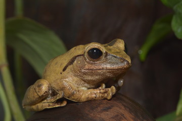 Kleiner Urwaldfrosch