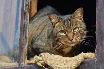 Getigerte Katze