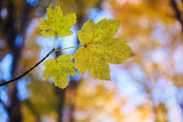 Fototapeta premium Autumn leaves