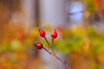 A branch of red wild rose hips blurred background