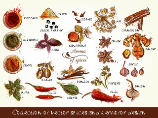 Collection of vector spices and herbs for design