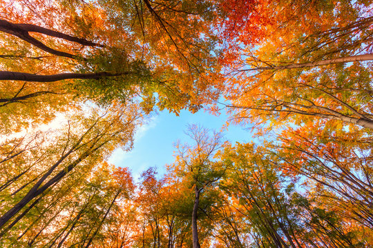 Fototapeta Autumn beech fall forest